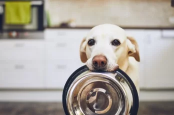 Quality Foods For Dogs